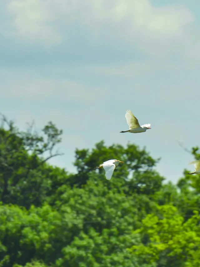 Oiseaux Marais Nord Loire