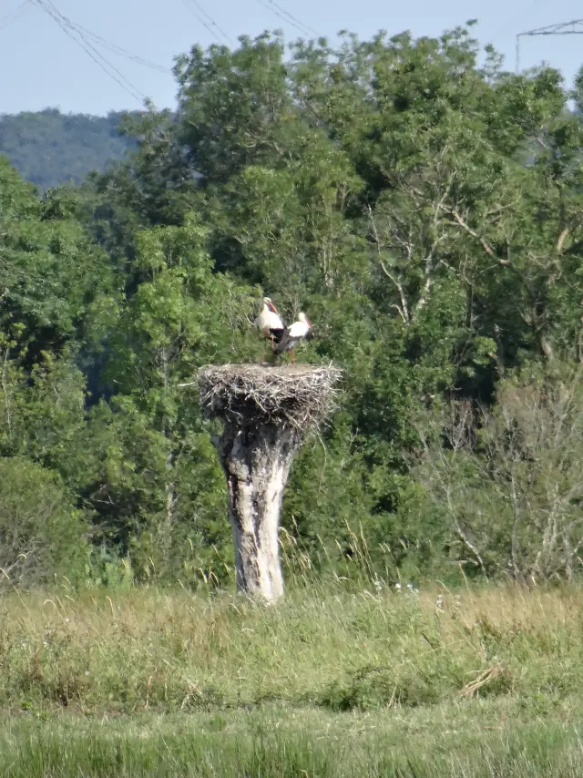 Sentier Des Cigognes Estuaire Et Sillon Tourisme 5